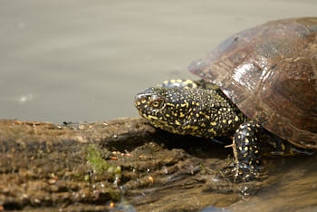 Tortue cistude<br>NIKON D200, 700 mm, 400 ISO,  1/1000 sec,  f : 5.6 